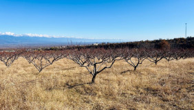 For Sale 11013 m² space Land in Gurjaani