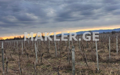  იყიდება 62217 m² ფართობის მიწა ქარელში