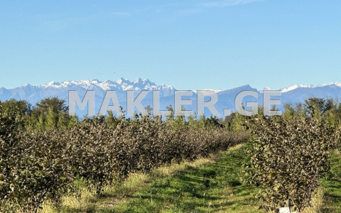  For Sale 200000 m² space Land in Samtredia
