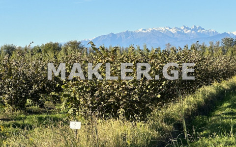  For Sale 200000 m² space Land in Samtredia