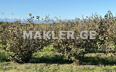  For Sale 200000 m² space Land in Samtredia