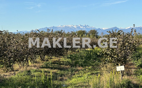  For Sale 200000 m² space Land in Samtredia