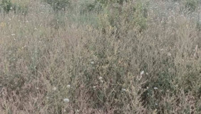 იყიდება 1500 m² ფართობის მიწა სამგორში